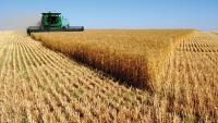 Iraq achieves wheat and date self-sufficiency for 2026: Agriculture Ministry