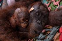 Indonesia rescues orangutan mother and baby from wildfires
