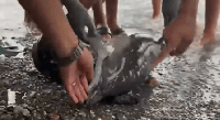 Migrants Accused of Killing Baby Dolphin as Tensions Rise in Spain’s Ceuta