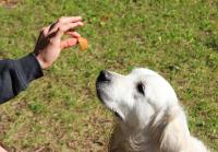 Dogs Show Surprising Human-Like Brain Activity When Resisting Temptation