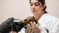 Bronx Zoo rehabs 800 box turtles seized from traffickers at New York-area airports