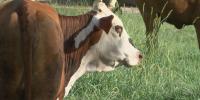 Alabama officials warn buyers after fake cattle ads posted on social media