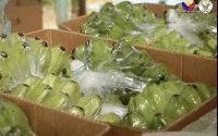 DA in Davao signs deals to bring Saba bananas to Hong Kong, New Zealand