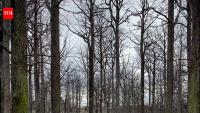 In 1831, Sweden planted 300,000 oak trees for future warships; 144 years later, the Navy didn't need them anymore