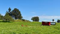Kirkview Farms embraces regenerative agriculture to build a resilient future
