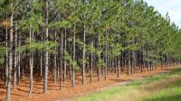 The Southern Timber Market Collapsed After Mill Closures. At 63, a Landowner Can Sell Timber on the Stump Without Social Security Calling It Work.