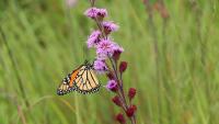 Why Georgia is planting flowers on roadsides