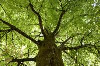 How drought affects Swiss forests