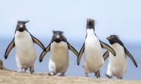 Rockhopper rocked by Argentine threats over Falklands oil