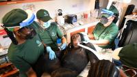 Chimpanzees once used in hep B experiments receive care in Liberia