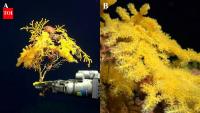 Scientists found a strange golden coral deep beneath the Pacific; it was so different they created a new family for it