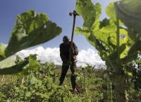 KZN farmers hope for favourable rains as El Niño threat looms
