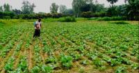 Early winter vegetables bring new hopes to northern farmers