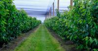 Growers warn water shortages threaten Britain’s food security