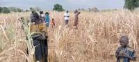 NGOs assess crop losses in Northern Bahr el Ghazal