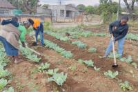 Community-led farms boost food security and incomes in Limpopo