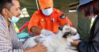 How Did Bhutan Stop Dog-Transmitted Rabies? The One Health Strategy Behind a Historic WHO Milestone