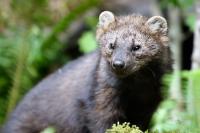 Grants Available for Local Fish and Wildlife Conservation Projects in Humboldt County