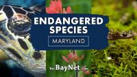 10 Endangered Species In Maryland You Should Know About