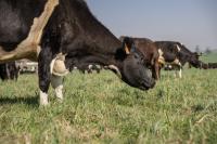 Minister of Agriculture takes action against vaccine company boss