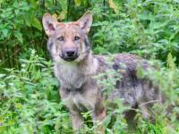 Swiss canton Valais wants complete eradication of two wolf packs