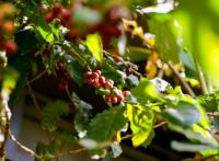 Ecuador’s deforestation-free coffee model moves beyond pilot stage but faces production challenges