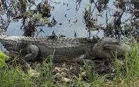 ARKANSAS A-Z: American alligator — Apex predator, hunters’ prey in state