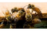How bee venom therapy offers pain relief in Tanzania, but safety risks remain