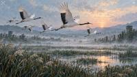 How nature transformed the Korean DMZ
