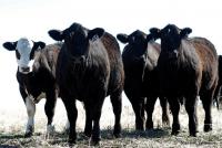 President Trump signs Executive orders in support of US ranchers