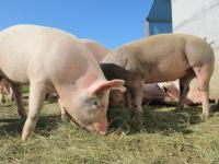New Hampshire Man Survives Record 271 Days With Pig Kidney Before Human Transplant, Says He May Get 'Decades'