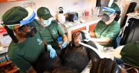 Chimpanzees used in vaccine research get health checks in Liberia home