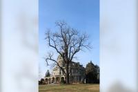 Baltimore Picks the Tuliptree as Its First New City Tree in 50 Years