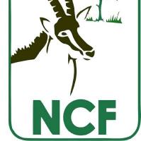 Illegal Trade Threatens Nigeria’s Vultures as Population Falls 95%, Says NCF
