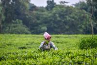 Spatial distribution of monsoon's final phase to be crucial for food inflation: Report