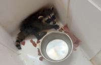 North Carolina resident saves baby raccoon from dog's mouth, scrambles to find a rehabber