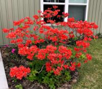 Dakota Gardener: NDSU's research arboretum is a hidden gem