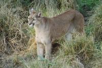 Scientific records confirm the recolonization of the puma in Entre Ríos: a key predator returns to the Pampas region