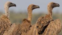 NCF ‌urges urgent action to save Nigeria’s vultures