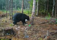 Maine hunter traps massive 638-pound bear near The Forks    