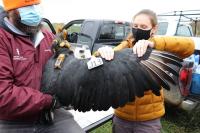 Today is Vulture Awareness Day. Here's why Indiana farmers aren't celebrating.