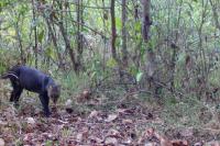 Colombia Consolidates Network to Strengthen Biodiversity Monitoring with Camera Traps