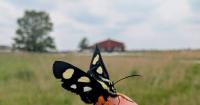 Indiana Nature Notes - Is it a Butterfly or a Moth? It Might be Both!