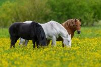 25 horses intercepted en route to Canada in enforcement of NY horse slaughter law