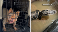 19 animals rescued from Cypress-area garage, including alligator, puppies, turtle, Houston SPCA says