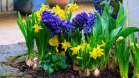 Gardening With Allen: Integrate bulbs into your design