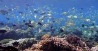 US House Rules Committee rejects Moylan seabed mining bid