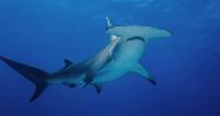 Researchers Develop Method to Accurately Estimate Shark Ages