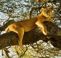 Kenya Safari, Uganda Tours & Tanzania Tours: How to Choose the Right African Wildlife Adventure