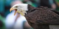 Eagles, Giants of the Sky, Face the Threat of Extinction